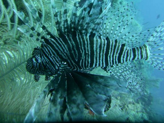 Lion Fish, cada vez mais comum no Caribe, em San Andrés, ilha colombiana na região